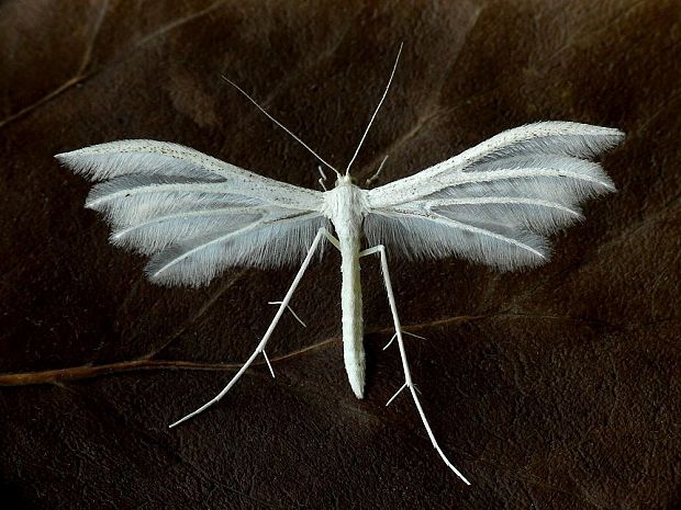 pierkavec povojový (sk) / pernatuška trnková (cz) Pterophorus pentadactyla Linnaeus, 1758
