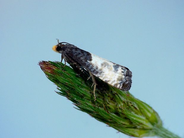 obaľovač trojbodý (sk) / obaleč trojtečný (cz) Notocelia cynosbatella Linnaeus, 1758