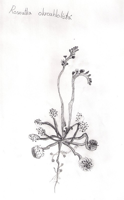 rosička okrúhlolistá Drosera rotundifolia L.