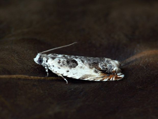 obaľovač bielohrudný (sk) / obaleč hákový (cz) Ancylis laetana Fabricius, 1775