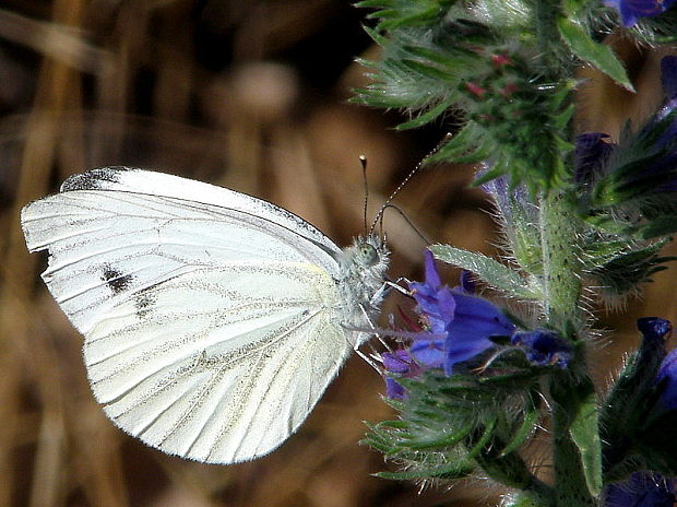 mlynárik repkový Pieris napi