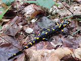 salamandra škvrnitá / mlok skvrnitý 