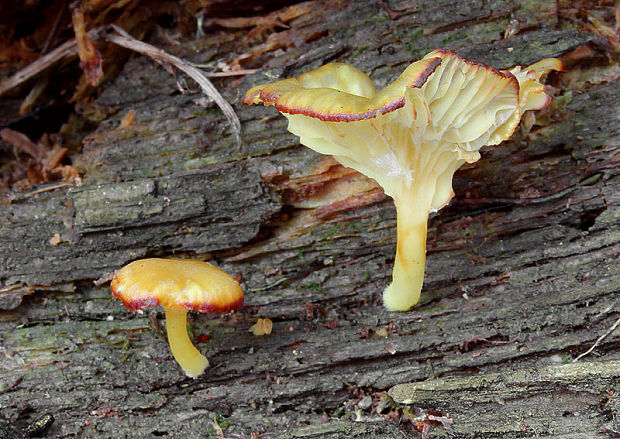 kalichovka matná Chrysomphalina grossula (Pers.) Norvell, Redhead & Ammirati