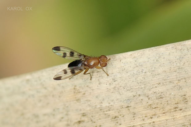 pestrička Geomyza tripunctata