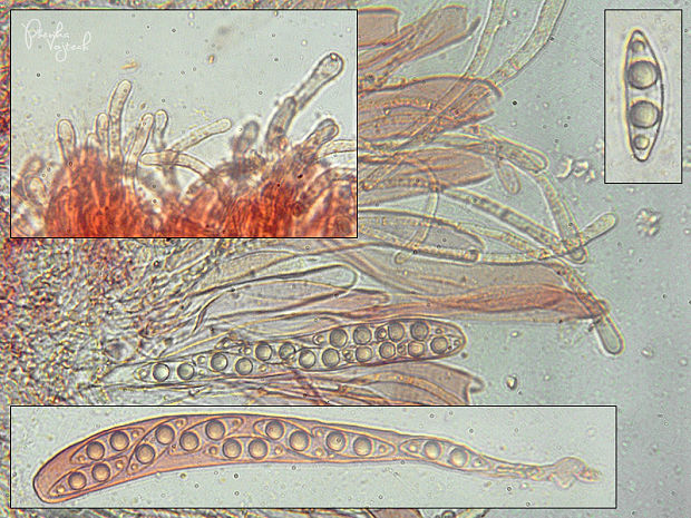 kvapka Octospora coccinea (P. Crouan & H. Crouan) Brumm.
