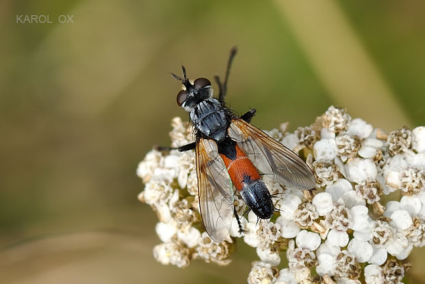 bystruša Cylindromyia intermedia