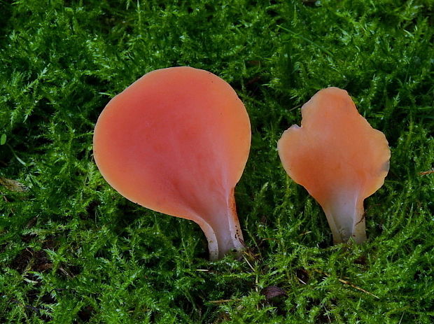 rôsolovec červený Guepinia helvelloides (DC.) Fr.