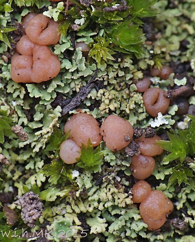 dutohlávka Cladonia caespiticia (Pers.) Flörke