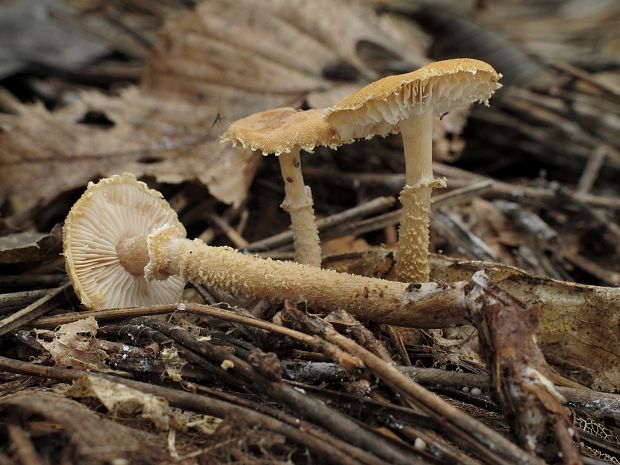 zrnivka okrová Cystoderma amianthinum (Scop.) Fayod
