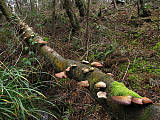 brezovník obyčajný (biotop)