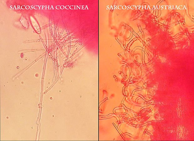 ohnivec Sarcoscypha coccinea/austriaca