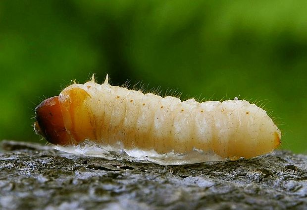 fuzáč - larva   Rhagium mordax