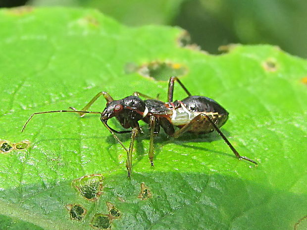 lovčice mravenčí Himacerus mirmicoides