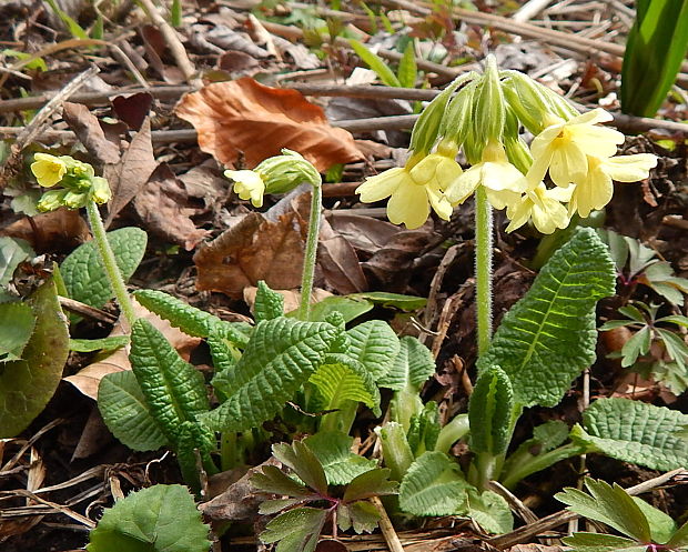 prvosienka jarná Primula veris L.
