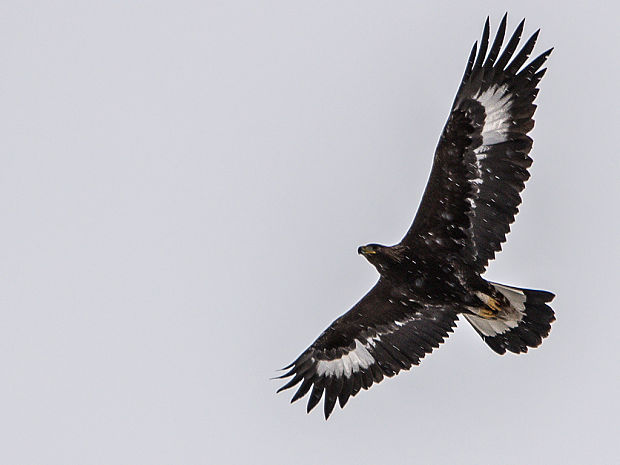 orol skalný Aquila chrysaetos
