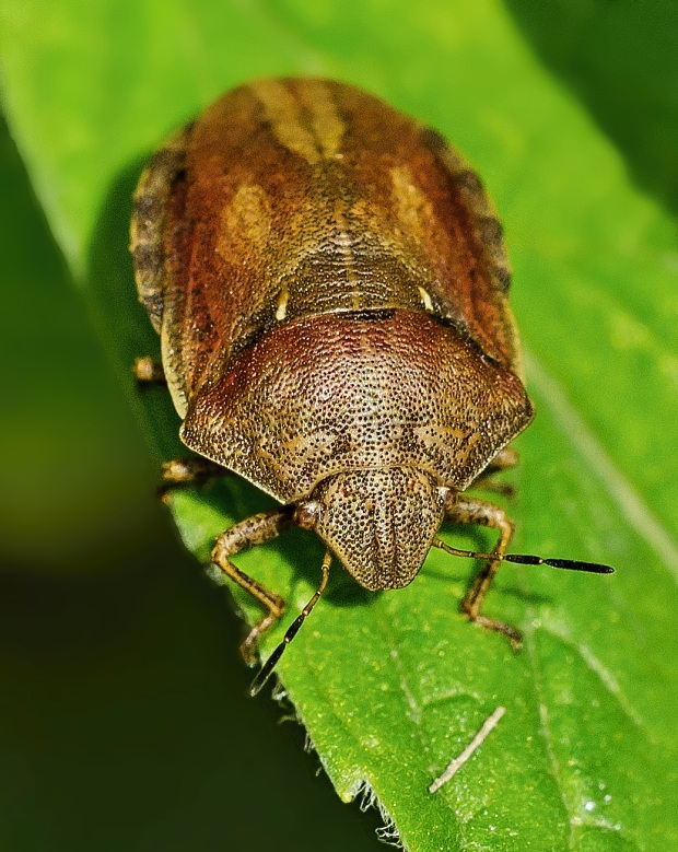 bzdocha Eurygaster testudinaria