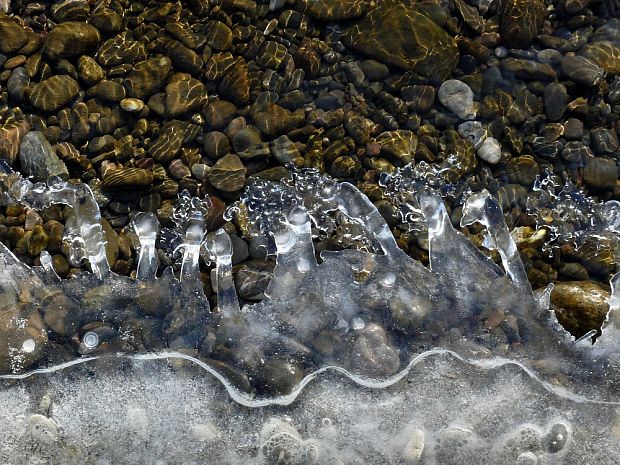 ľadové huby Ice fungos sp.