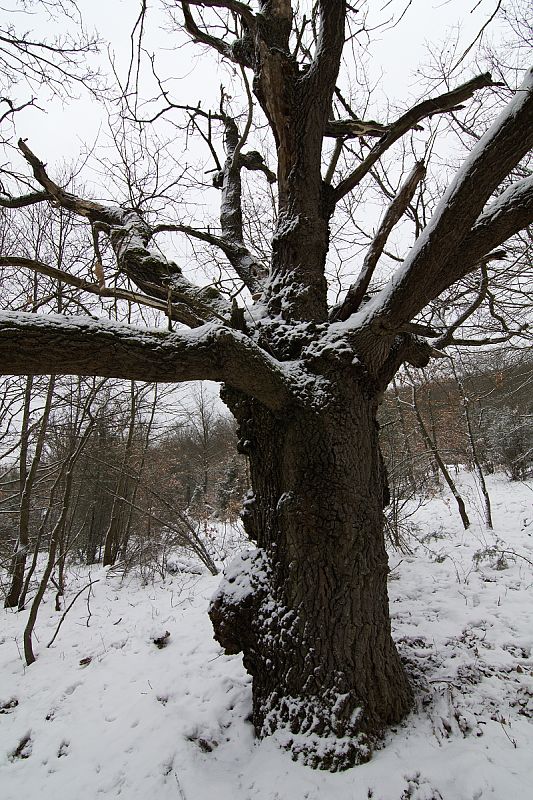 dub letný Quercus robur