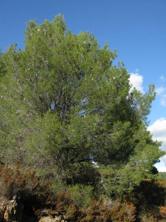 borovica kalabrijská Pinus brutia