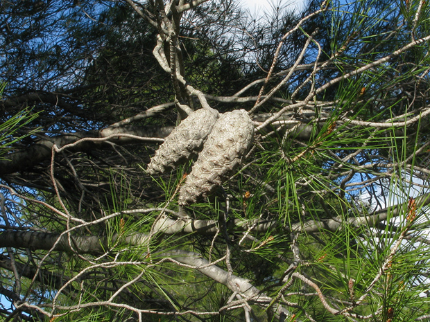 borovica kalabrijská Pinus brutia