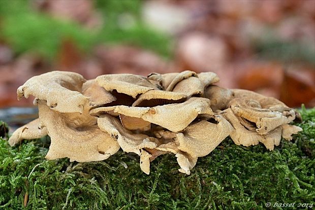 pňovka obyčajná Panellus stipticus (Bull.) P. Karst.