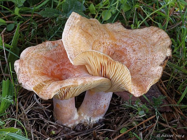 rýdzik pravý Lactarius deliciosus (L.) Gray