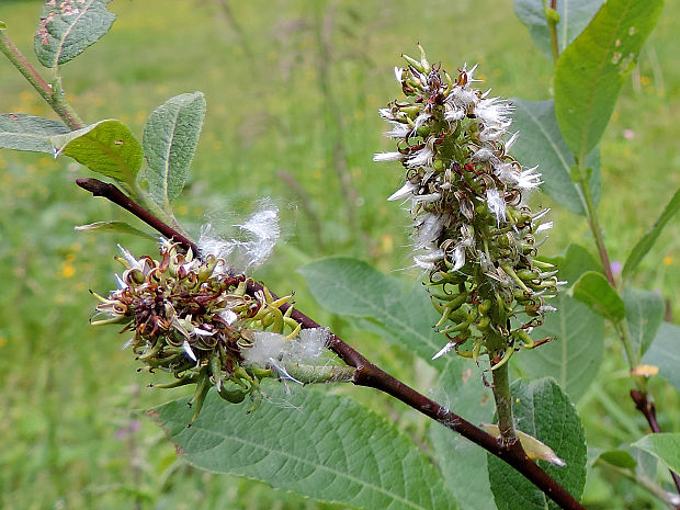 vŕba ušatá Salix aurita L.