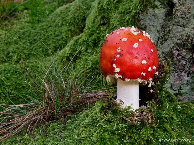 muchotrávka červená Amanita muscaria (L.) Lam.