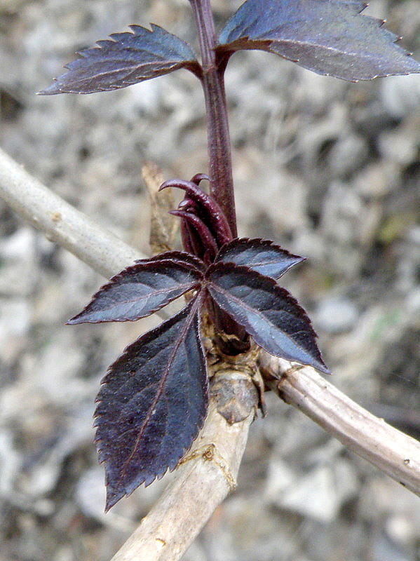 baza čierna Sambucus nigra L.