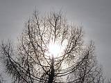 Slnko v strome