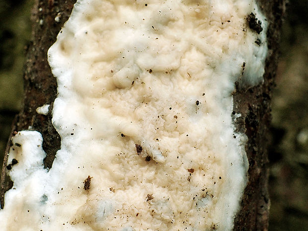 žilnačka Phlebia sp. Fr., 1821