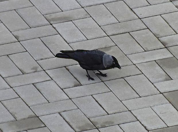 kavka tmavá Corvus monedula Linnaeus