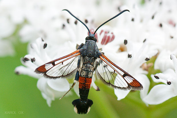 podobník mravcovitý Synanthedon formicaeformis