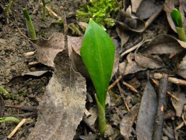 cesnak medvedí Allium ursinum L.