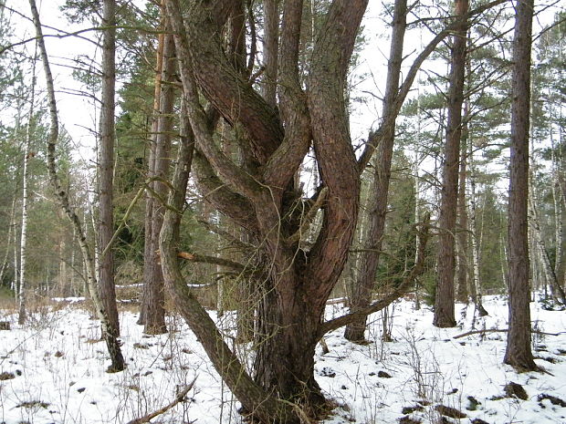 borovica lesná Pinus  L.