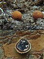 srnka ježatá