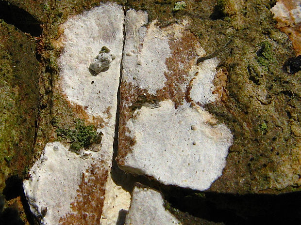 borkohubka javorová Dendrothele acerina (Pers.) P.A. Lemke