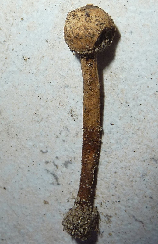 stopkovec hrdzavohnedý Tulostoma cf.melanocyclum Bres.