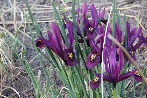 kosatček sieťkovaný Iris reticulata M. Bieb.