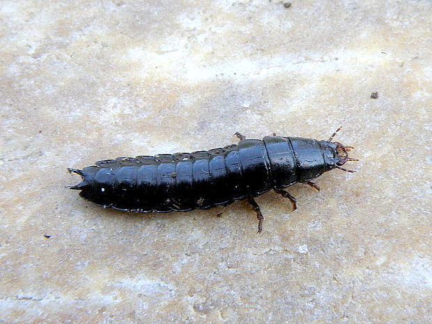bystruška - larva  Carabus sp.