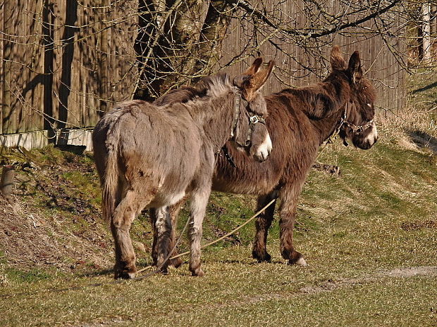 osol domáci Equus asinus Linnaeus, 1758