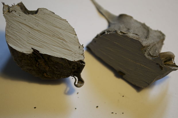 anorganická drevokazná huba
