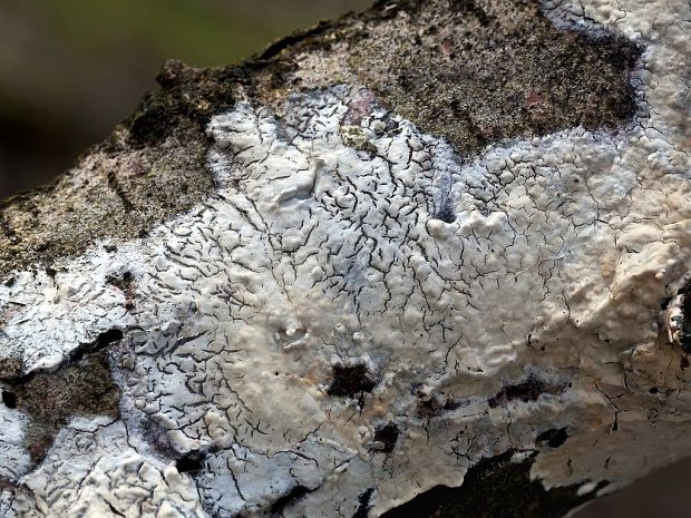 kožovka krémová Mutatoderma mutatum (Peck) C.E. Gómez