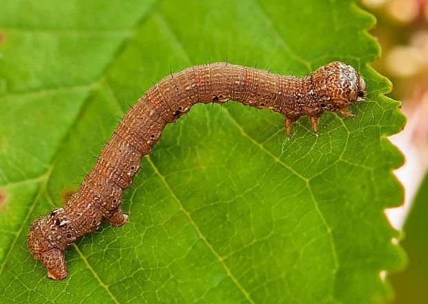 listnatka neskorá Colotois pennaria caterpillar