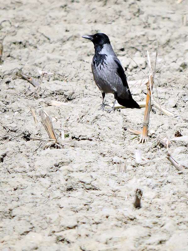 vrana túlavá východoeurópska  Corvus corone cornix