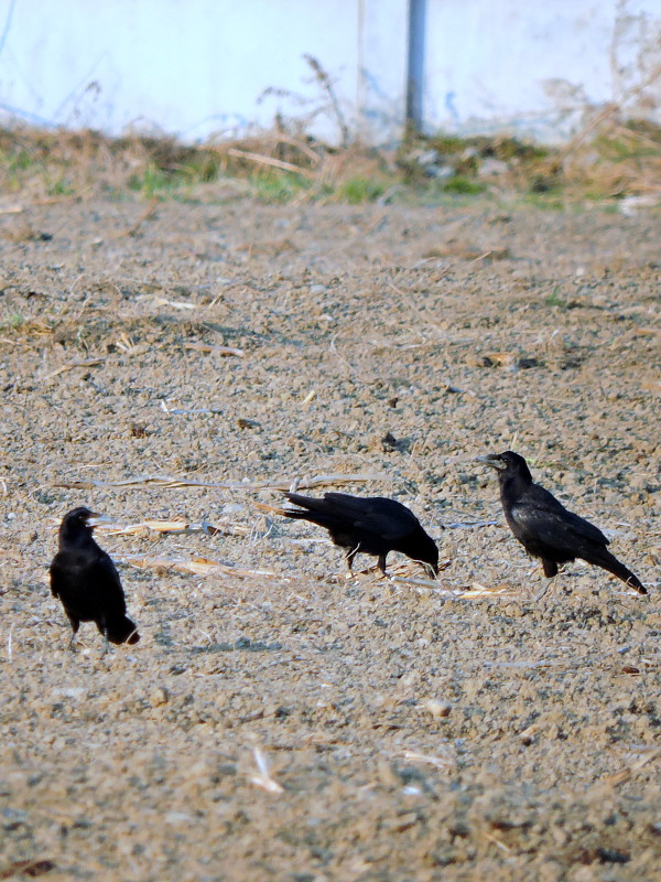 vrana túlavá západoeurópska  Corvus corone corone