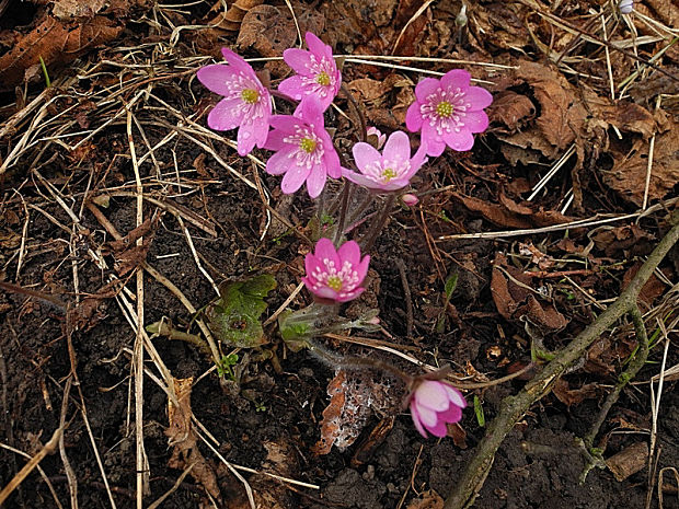 pečeňovník trojlaločný - ružová varieta Hepatica nobilis Schreb.
