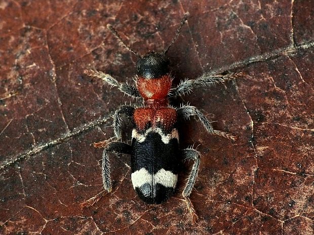 pestroš mravcový (sk) / pestrokrovečník mravenčí (cz) Thanasimus formicarius Linnaeus, 1758