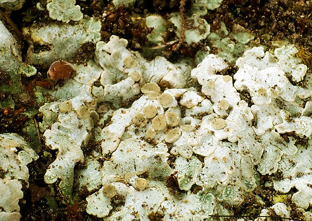 skvamarína ružicovitá Squamarina lentigera (Weber) Poelt