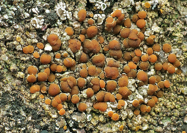 krásnica Gyalolechia flavovirescens (Wulfen) Søchting, Frödén & Arup